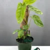Paraiso Verde Philodendron with elongated green leaves and creamy marbled variegation climbing a moss pole indoors