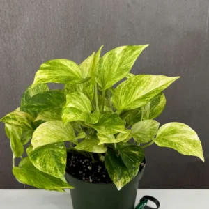 Rare variegated Pothos with electric neon green and cream variegated leaves from Ray Variegated Plants