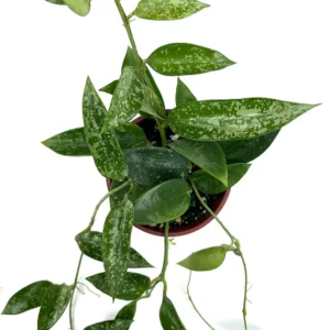Hoya Pottsii Splash for sale – rare Hoya with bold silver splash variegation on deep green leaves