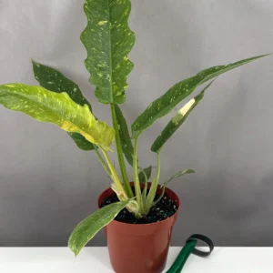 Philodendron Ring of Fire with serrated variegated leaves in green, cream, orange, and red