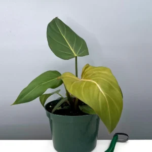 Philodendron Summer Glory for sale – rare velvety aroid with deep green leaves and white veining