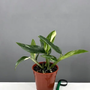 Monstera Standleyana Variegated growing in bright indirect indoor light