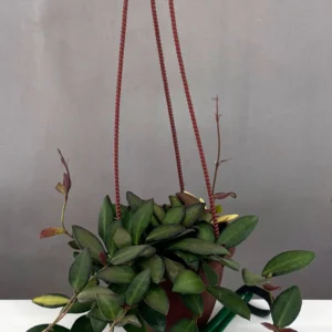 Hoya Burtoniae Variegated for sale – rare variegated Hoya with fuzzy cream and green leaves