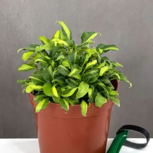 Philodendron Xanadu Variegated for sale – rare variegated aroid with lobed cream and green leaves