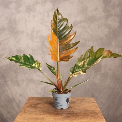 buy caramel marble philodendron